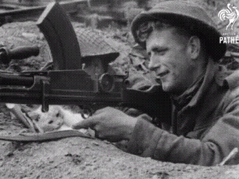 Válečné koťátko