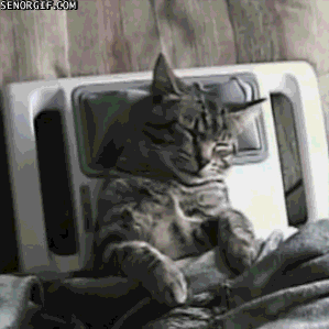 Kočka na masáži