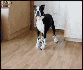Pes má botičky 