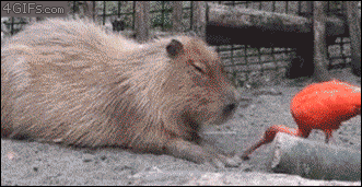 Tajné tlačítko kapibary