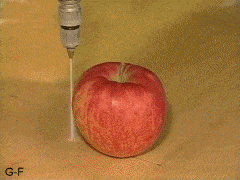 Vodní pila vs. Jablko 