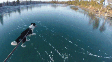Pejsek si jezdí na zamrzlém jezeře 