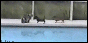 
Cat_dog_pool

