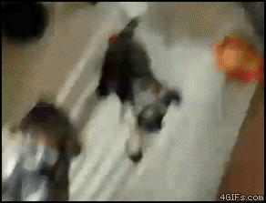 
Puppies_gate_shoved
