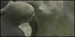 
Cow_genital_stimulation
