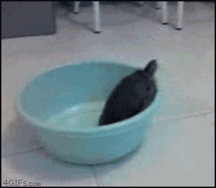 
Turtle_bowl_escapes
