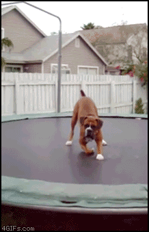 
Dog_bounces_trampoline

