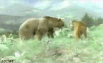 
CougarVSbear
