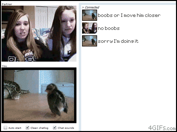 
Chatroulette_snake
