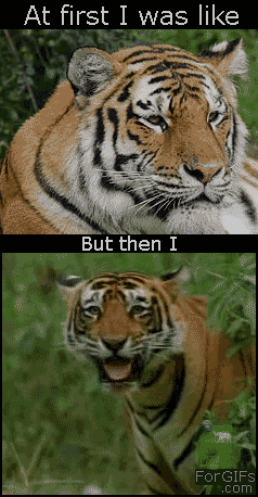 
Tiger_thenIlold
