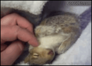 
Baby_squirrel_tickled
