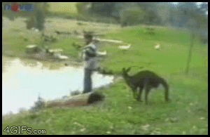 
Kangaroo_kicks_water
