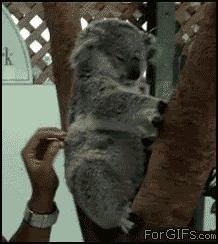 
Koala_tickled_ears
