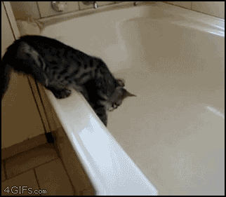 
Cat_tub_panic
