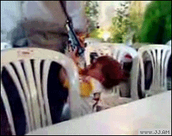 
Kid_shoots_father
