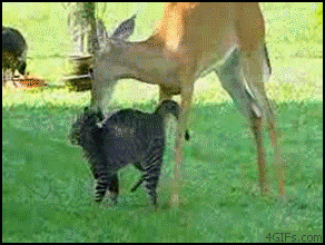 
Deer_grooms_cat
