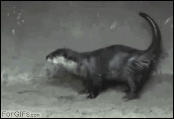 
Dancing_otter
