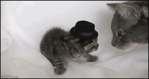 
Kitten_hat
