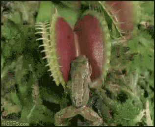 
Venus_flytrap_frog
