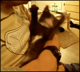 
Kitten_hooks_lip
