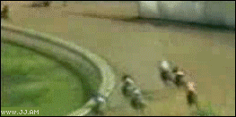 
Horses_collide_killed
