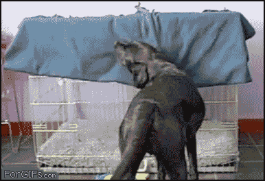 
Dogs_gets_blanket

