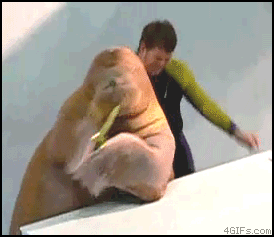 
Walrus_plays_saxophone
