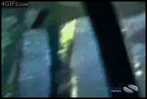 
Failshark
