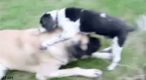 
DogBJ
