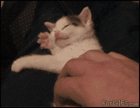 
Kitten_sleeping_kneading
