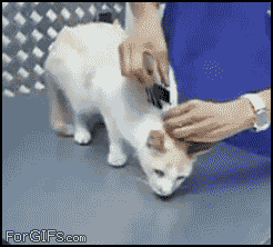 
Cat_deactivating_paperclip
