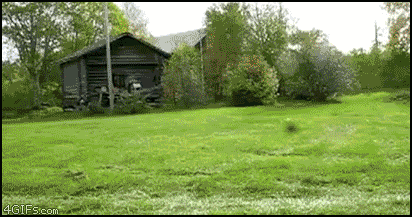 
Dog_riding_lawn_mower
