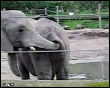 
ElephantEatsPoop
