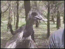 
Emu_yoinks
