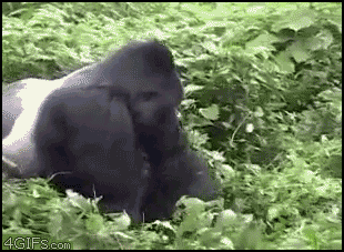 
Gorilla_drags_ohshi
