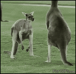 
Kangaroo_playswith_junk
