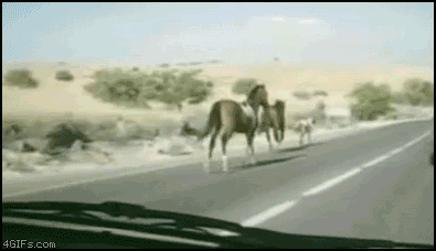 
Horse_car_collision
