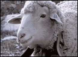 
Sheep_eating
