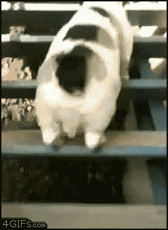 
Fat_Corgi_Stairs
