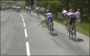 
TourDeFrance_dog
