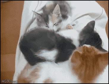 
Sleeping_kittens
