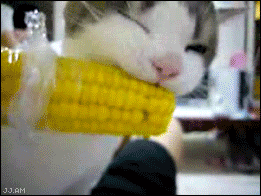 
CatEatsCorn

