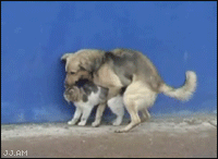 
Dog_humps_cat
