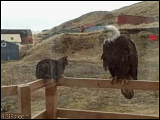 
Cat_swipes_eagle
