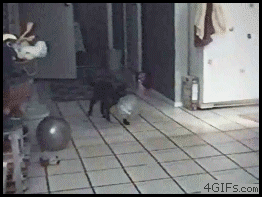 
Cat_balloon_delayed_reaction
