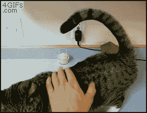 
Scorpion_cat
