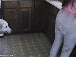
Laser_pointer_dogbite
