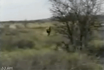 
Lionhunt
