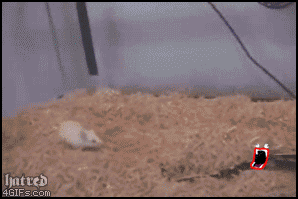 
Hatred_snake_mouse_shoop
