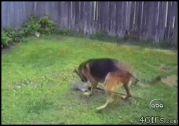 
Shovel_dogs_revenge
